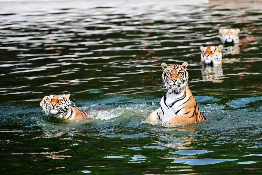 China lança sistema de monitoramento ambiental para Tigres Siberianos e Leopardos-de-Amur