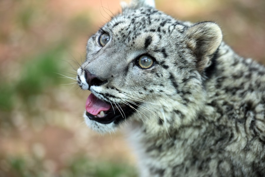 China e Rússia assinam acordo para proteger tigres e leopardos