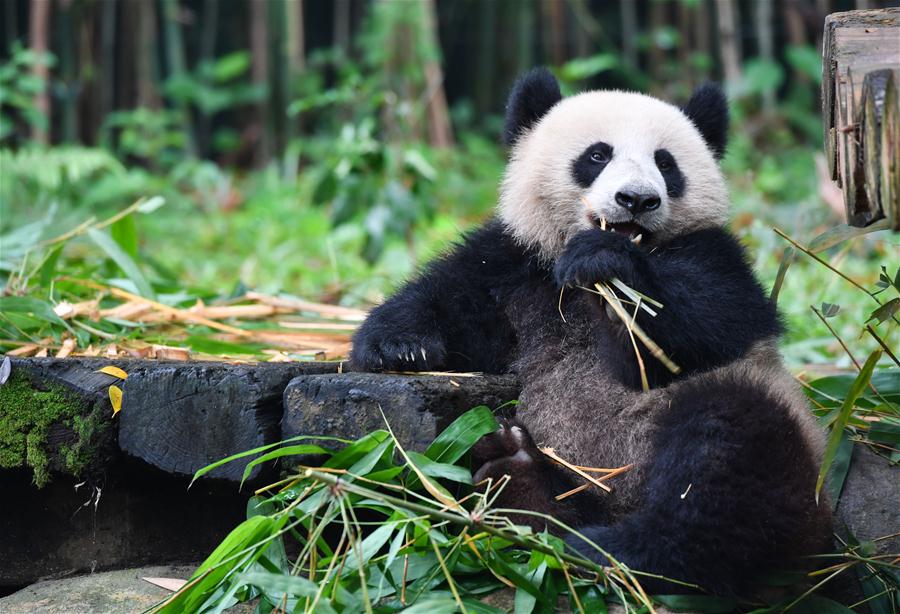 Nas pegadas do panda-gigante