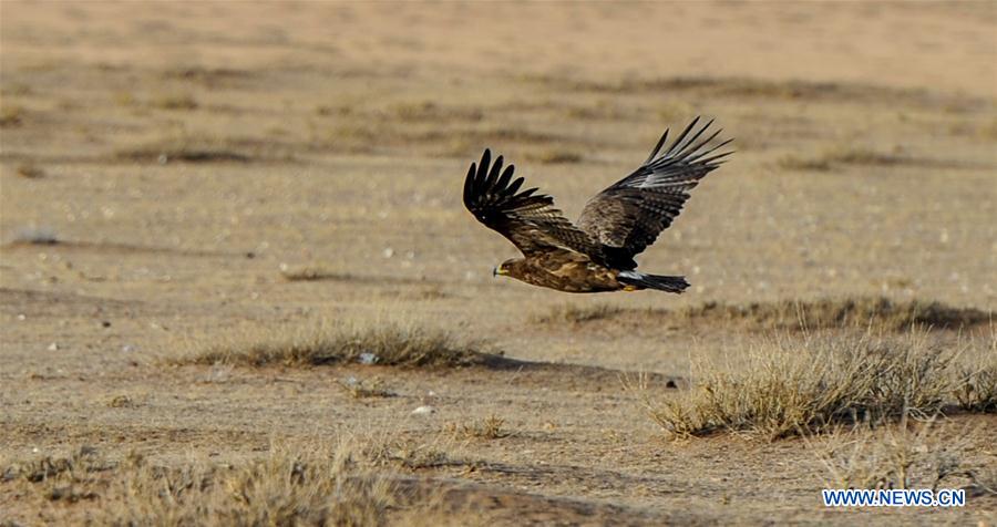 Guangdong proíbe a caça de aves silvestres por cinco anos