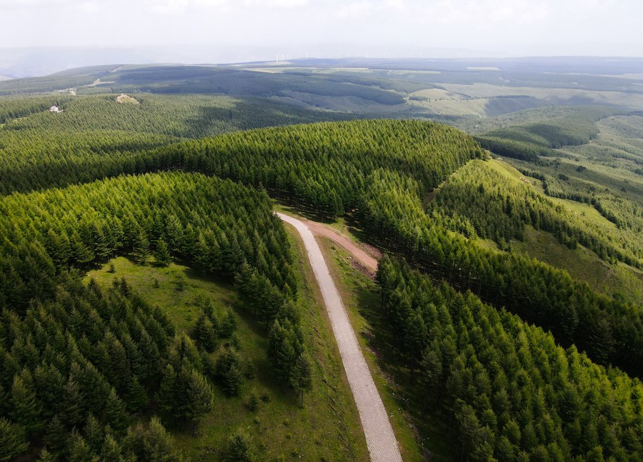Reflorestamento avança na China tornando o país mais verde
