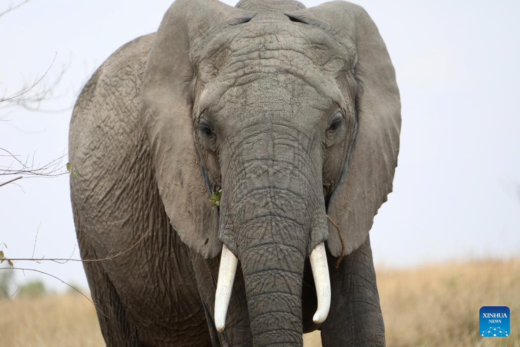 Alfândega chinesa apreende 7,48 ton de presas de elefante