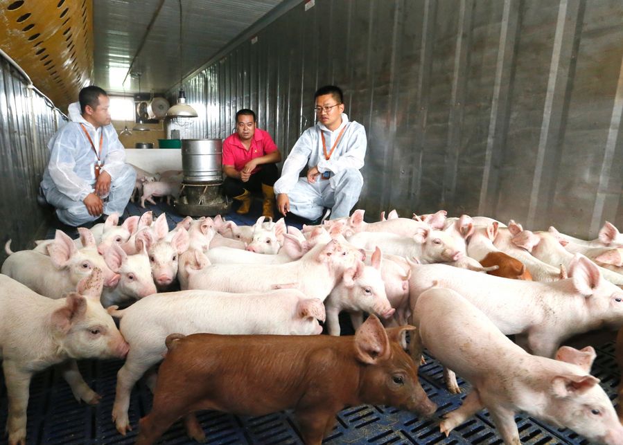 China anuncia 17 medidas para incentivar a produção de porcos