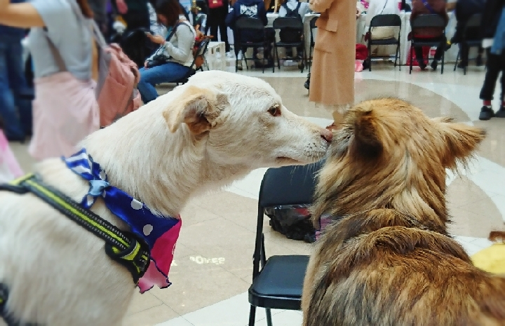 Cidade da China promove implante de microchips em cachorros