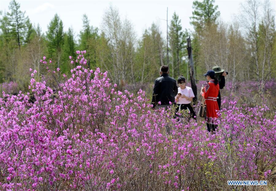 Mongólia Interior aposta no turismo de flores