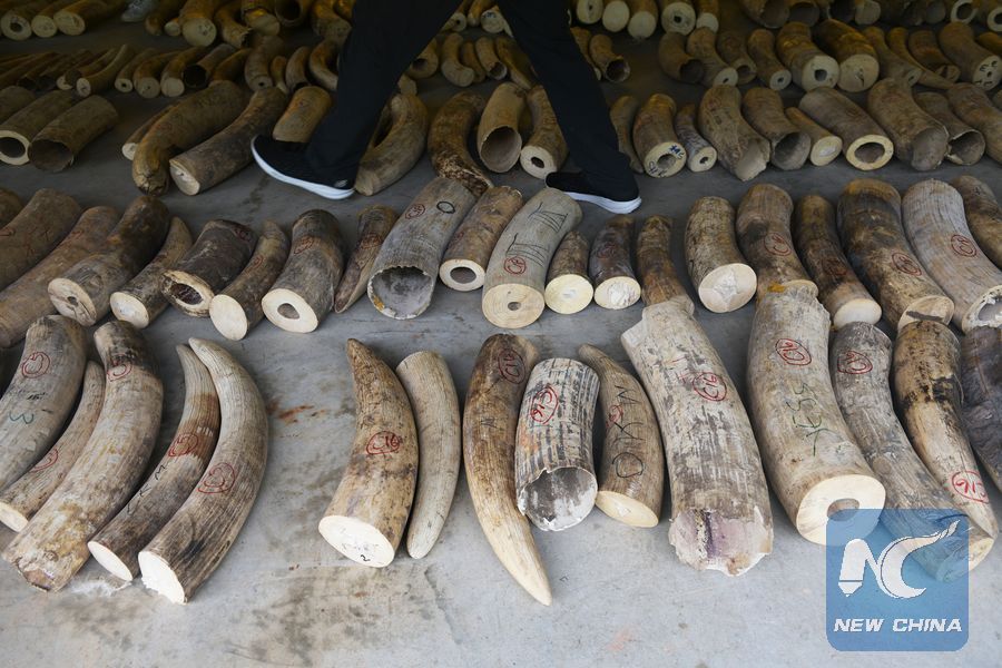 Alfândega chinesa apreende 13 produtos de marfim