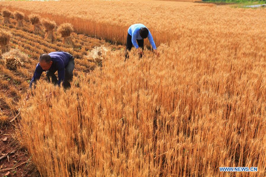 China busca estabilizar produção de cereais até 2020