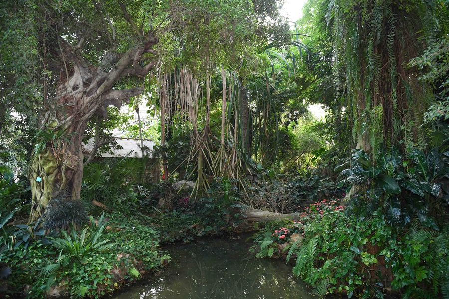 Jardim Botânico chinês dará mais apoio à conservação da biodiversidade amazônica