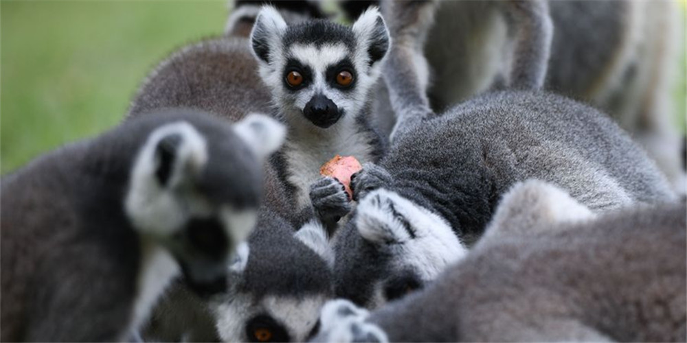 China suspende comércio de animais selvagens em todo o país