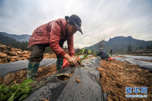 Renda de residentes rurais da China aumenta em 14% no primeiro semestre