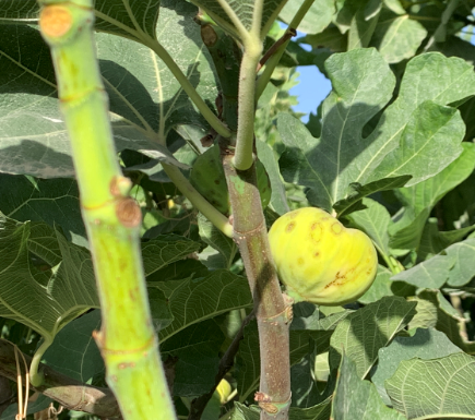 Xinjiang tem condições favoráveis para cultivo de frutas