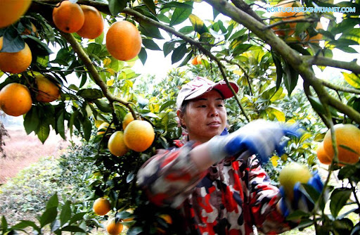 China emitiu 2,7 bilhões de rótulos de produtos orgânicos em 2020