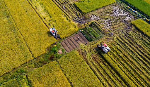 Projetos de grãos de alta qualidade impulsionam agricultura doméstica da China