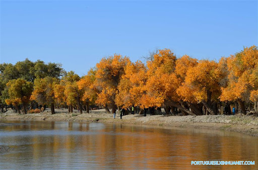 Floresta dourada no norte da China chama atenção de turistas