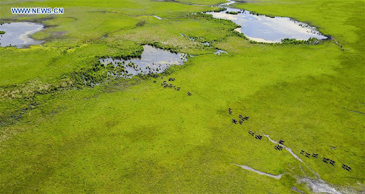 Wuhan sediará COP14 sobre conservação e uso de zonas úmidas