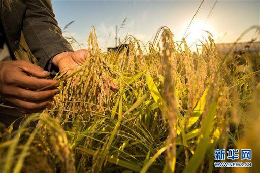 Produção de grãos da China chega a 680 bilhões de quilos em 2021