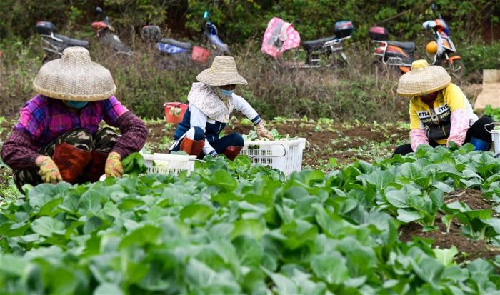 China se esforça para tornar sistema de alimentos mais sustentável
