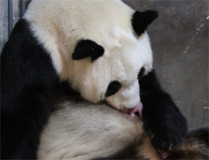 Primeira panda nascida na Coreia do Sul faz sua estreia com o público