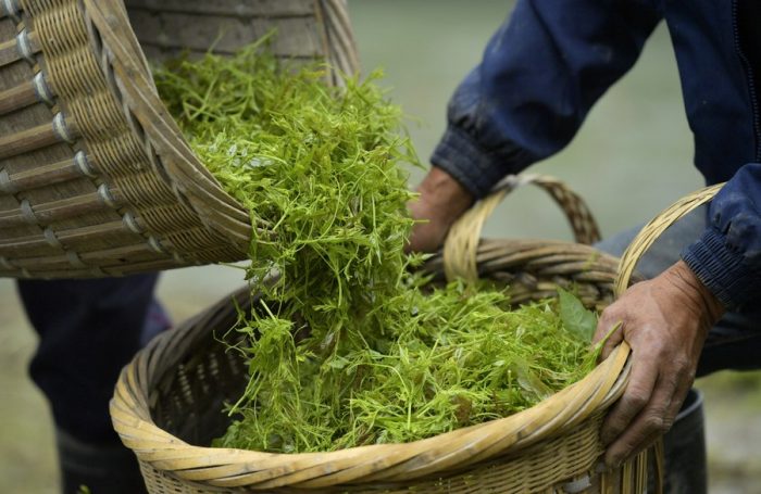 Indústria do chá emprega 115 milhões de pessoas na China