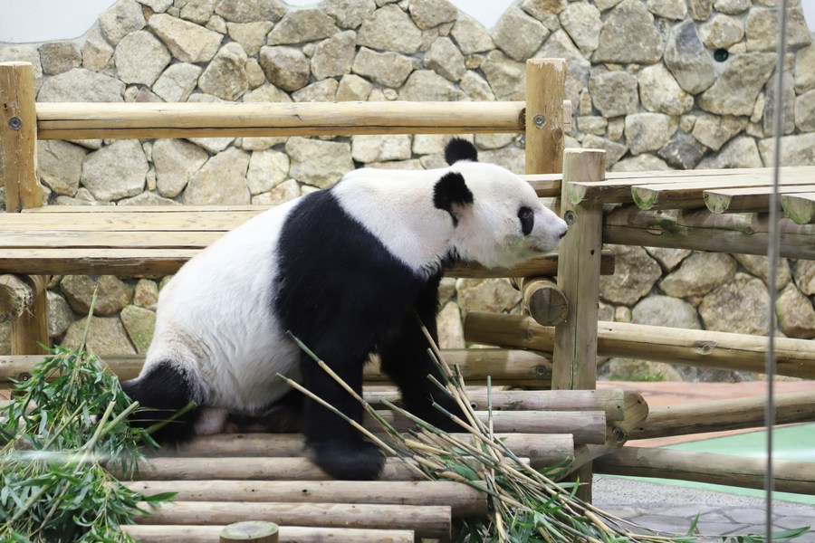 Panda gigante é nomeado enviado especial para amizade sino-japonesa