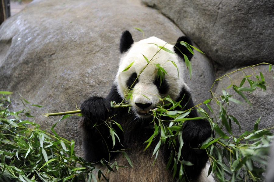 Filhote de panda tenta bloquear porta para cuidadora não ir embora