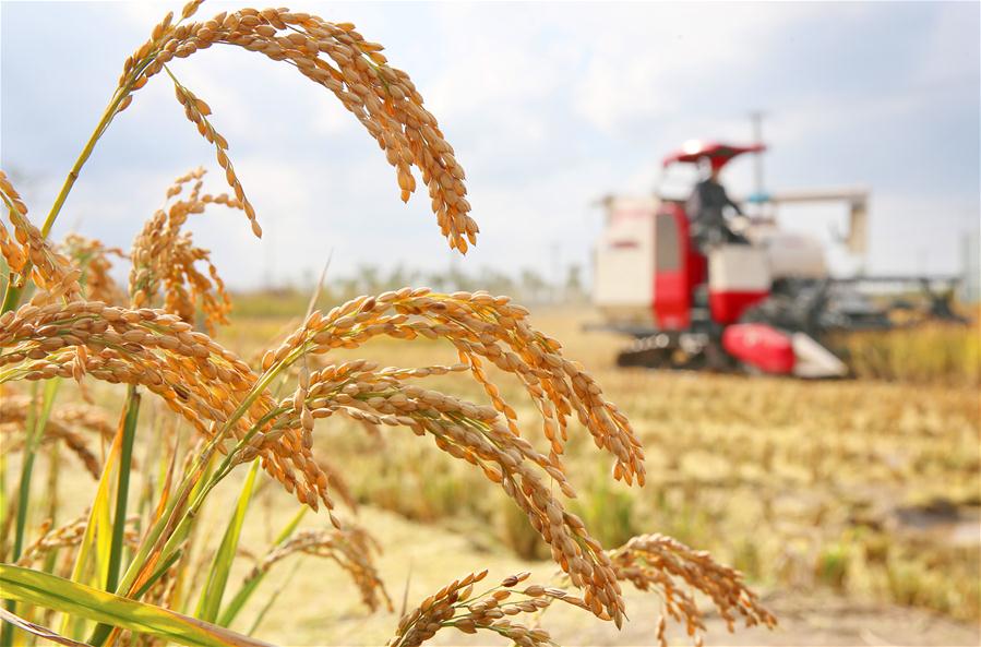 Arroz chinês contribui para segurança alimentar global
