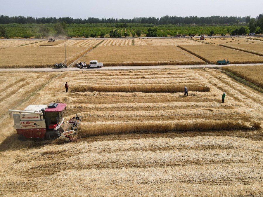 Xinjiang transforma metade das terras aráveis em agrícolas de alto padrão
