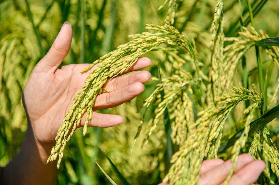 China avança em seu desenvolvimento agrícola