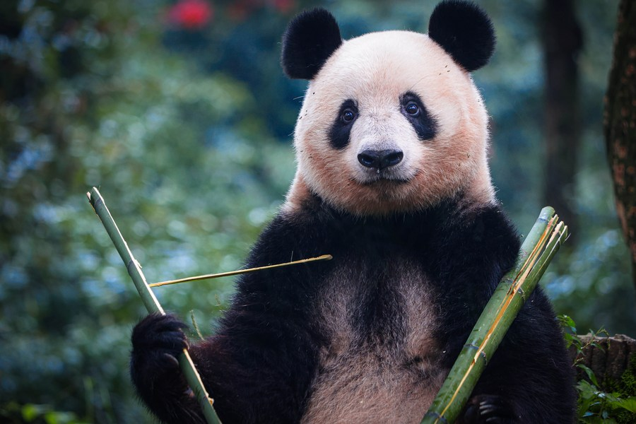 Pand nascida no Japão chega à China e ganha encontro com público