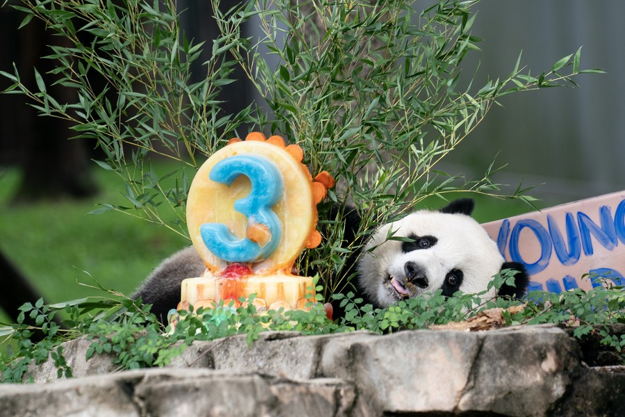 Panda gigante que retornou dos EUA encontra público na China