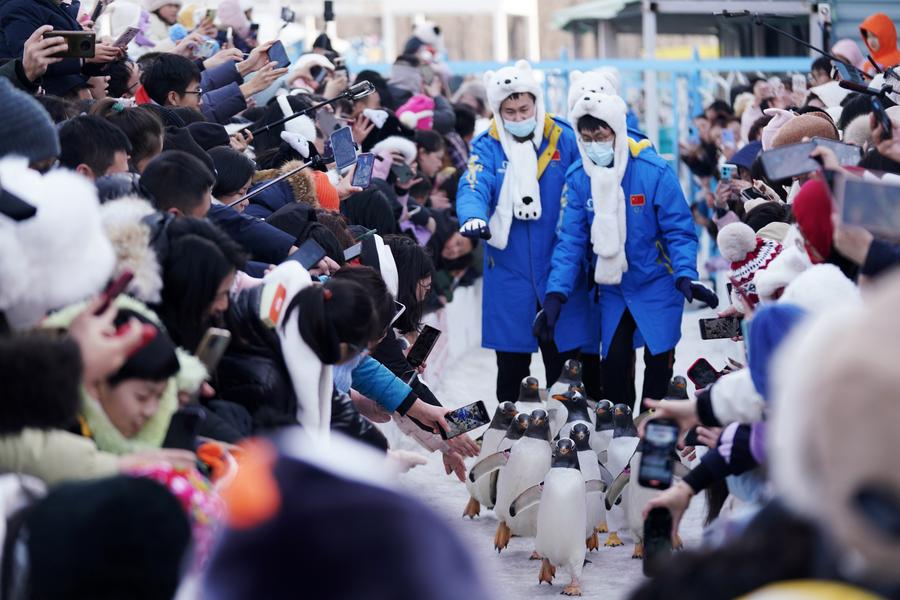 ‘Cidade do gelo’ da China recebe mais de 10 milhões de visitantes durante feriado da Festa da Primavera
