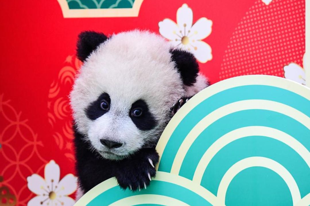 China deseja mais cooperação internacional para conservação de pandas gigantes