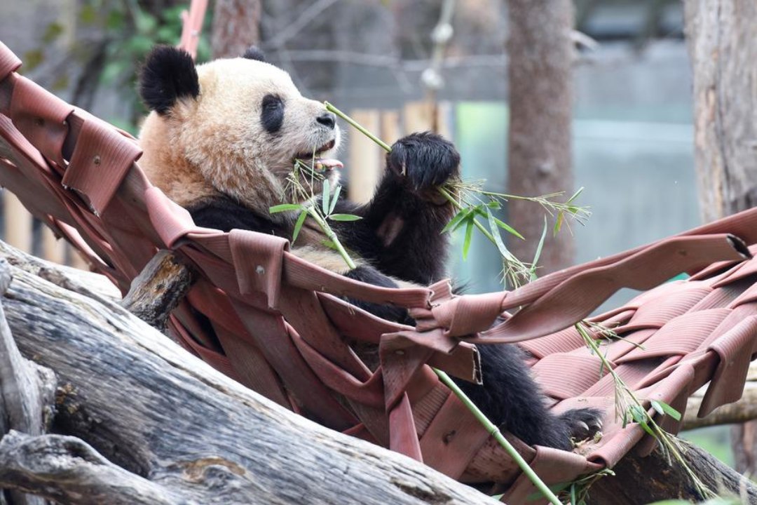 China enviará novo par de pandas gigantes à Espanha