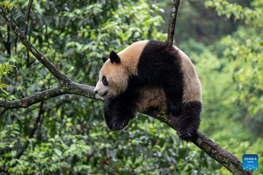 Pandas gigantes partem da China para os Estados Unidos