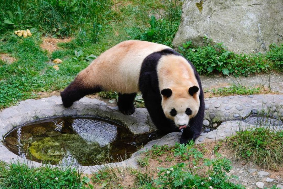 Primeiro panda gigante nascido na República da Coreia se encontra com público na China