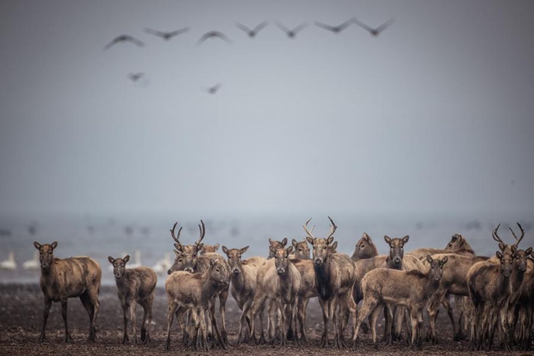 China e França estabelecem rede internacional de pesquisa em biodiversidade