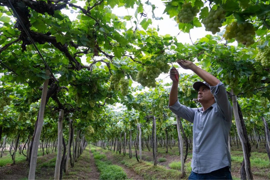 Uvas de mesa brasileiras entrarão no mercado chinês