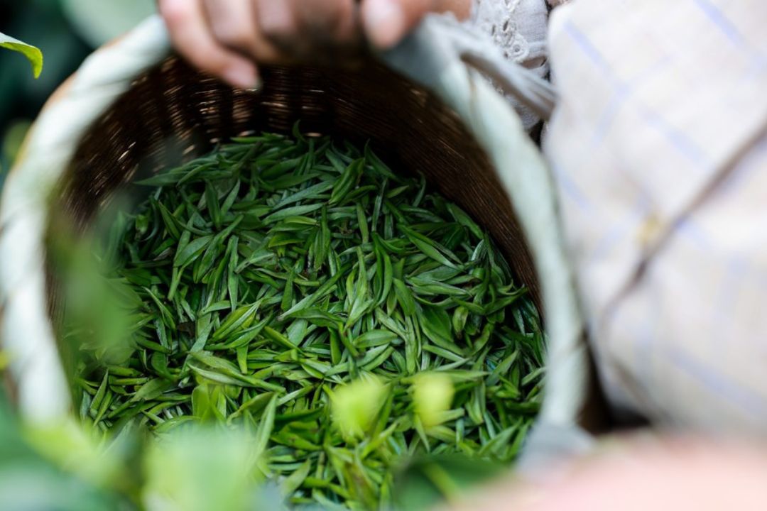 Chá de Guizhou conquista jovens brasileiros e fortalece laços com a China