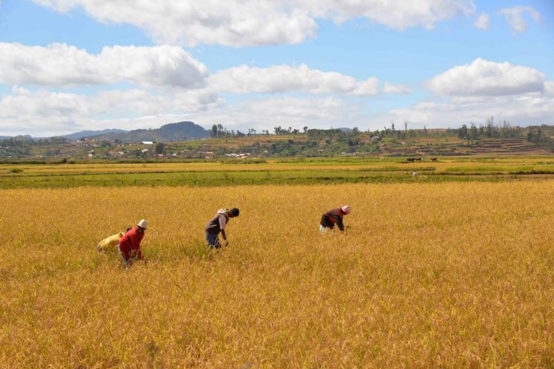 Tecnologia chinesa transforma agricultura africana e impulsiona segurança alimentar