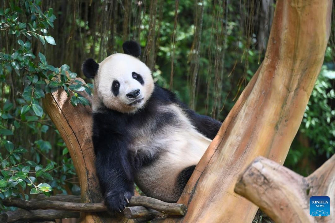 Palácio dos Pandas na Indonésia encanta visitantes com arquitetura e cultura chinesa