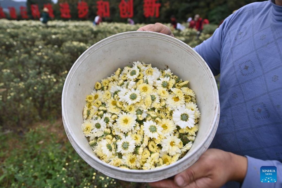 Crisântemos das Três Gargantas ganham o mundo e impulsionam agricultores de Chongqing