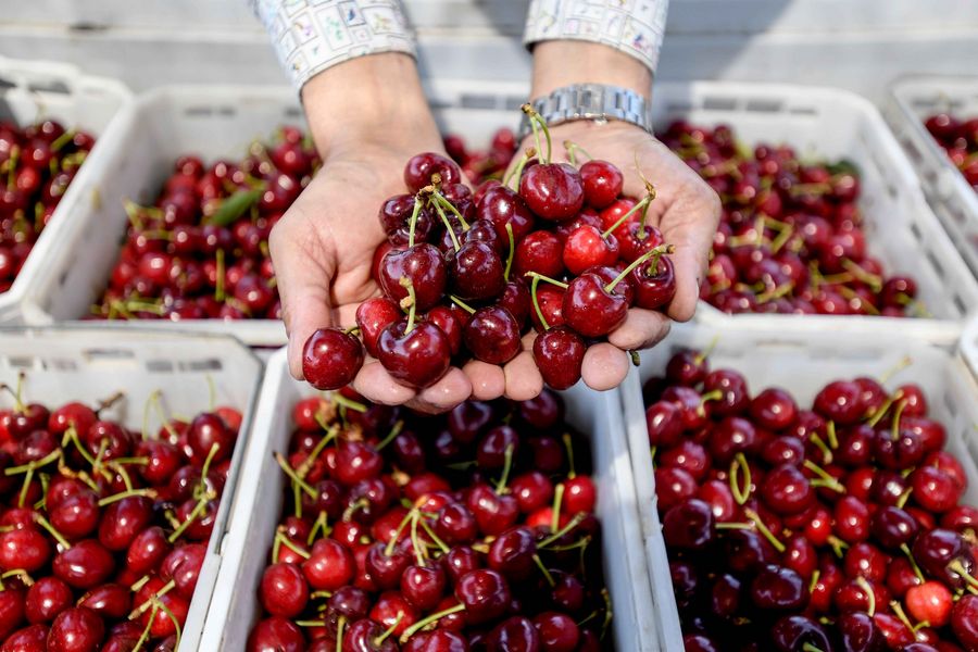 Porto de Shanghai se prepara para receber volume recorde de cerejas do Chile antes do Ano-Novo Chinês