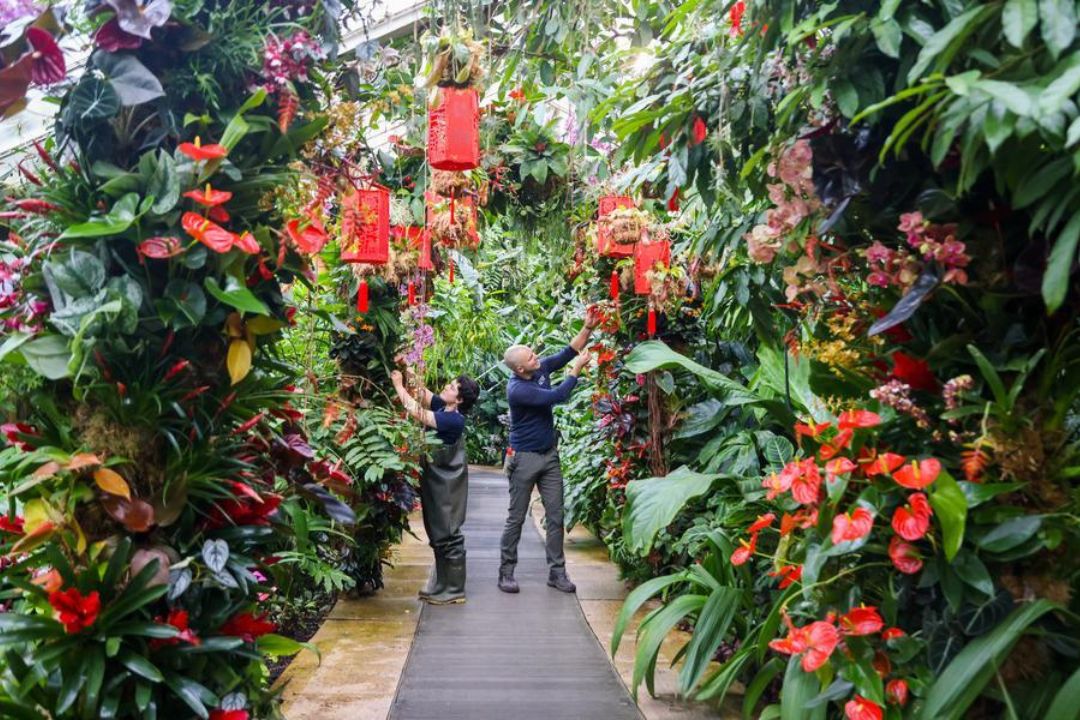 Festival de Orquídeas em Londres celebra China em edição especial
