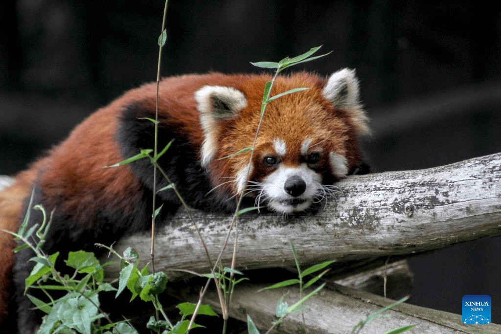 Pandas-vermelhos de Shanghai chegam a Taipei para programa de conservação